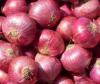 Fresh onion Fresh onion