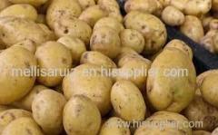 Fresh potato Fresh potato
