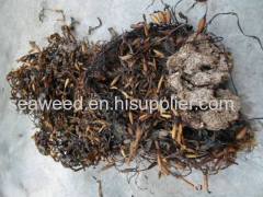 sargassum seaweed kelp brown dried