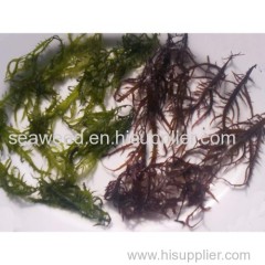 suginori Dried seaweed carrageenan