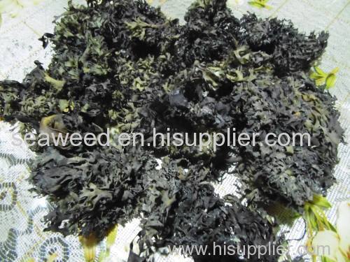 seaweed sea moss dried