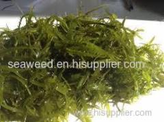 SEAWEEDS SUGINORI DRIEDf or human consumption for INDUSTRY