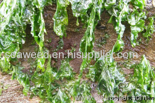 sea lettuce (ulva lactuca) seaweed dried