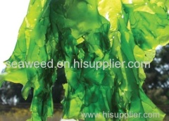 Dried ULVA LACTUCA/ GREEN SEAWEED