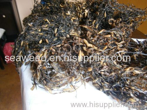 Ascophyllum nodosum seaweeds dried