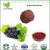 grape seed extract polyphenols grape seed extract 95% grape seeds extract proanthocyanidin