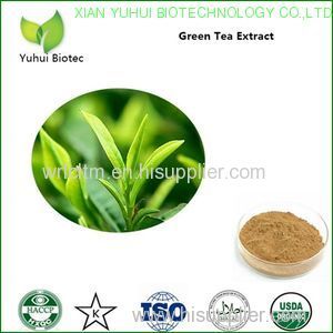 green tea extract green tea extract powder bio green tea extract green tea extract egcg