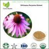 echinacea purpurea extract echinacea extract