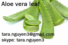 FRESH ALOE VERA LEAF