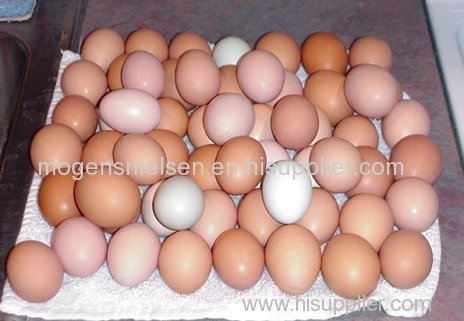 Offer Fresh table chicken egg white and brown size
