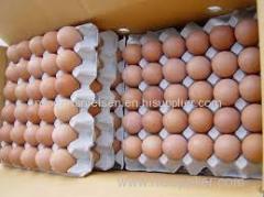 Broiler Hatching Eggs ROSS 308 and COBB 500