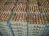 Buy Fresh Table Eggs