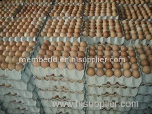 Buy Fresh Table Eggs