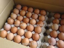 Organic Fresh Chicken Table Eggs & Fertilized Hatching Eggs