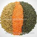 Whole Red Lentils for Sale