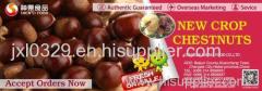fresh chestnut organic natural best quality