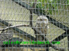 Stainless Steel Welded Mesh Zoo