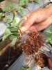 coir peat pellets for planting
