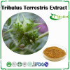 Tribulus Terrestris Extract 40%-90% Saponins