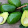 FRESH AVOCADO ORIGIN VIETNAM