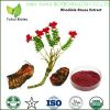 rhodiola rosea powder extract natural rhodiola rosea powder extract rhodiola rosea extract