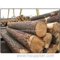 Pine Wood Logs and Spruce Wood Logs Pine Wood Logs and Spruce Wood Logs