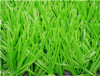 sports grass football-WF-W10000 light