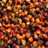 palm kernel nuts for sale