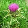 Milk Thistle Extract Product Product Product