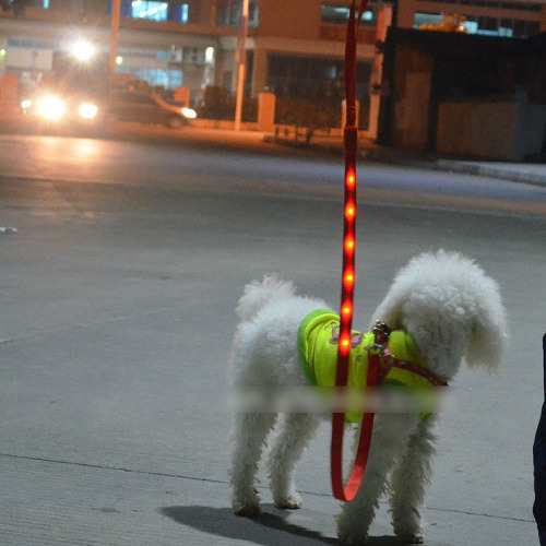 LED Dog Leash led