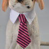 Gentleman Look Pet Tie