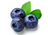 Blueberry Extract Product Product Product