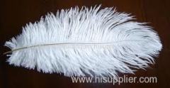 Ostrich Feather in large quantity