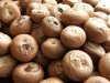 Good quality Betel Nuts for sale