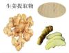 High Quality Ginger root extract Powder