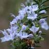 White rosemary extract for sale