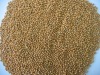 Yellow broomcorn seed(broom corn seed)