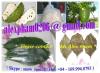 GRAVIOLA SOURSOP LEAVES SEED PULP PUREE FRUIT / guanabana