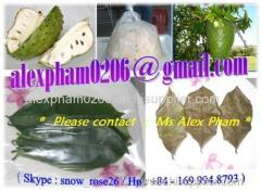 GRAVIOLA SOURSOP LEAVES SEED PULP PUREE FRUIT / guanabana