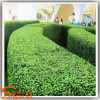 Garden vertical green wall factory price grass wall decor decoration beautiful fake grass for crafts