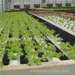 Leaf Vegetable Greenhouse Product Product Product