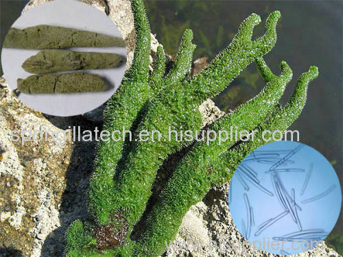 Powder Spongilla Lacustris (Badyaga) for clincial skincare