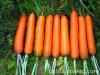 Fresh China Farm Carrots 2016