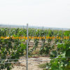 54*30mm 2.5m Vineyard Grape Pile Trellis Stents