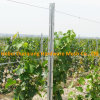 Popular Metal Vineyard Trellis Post