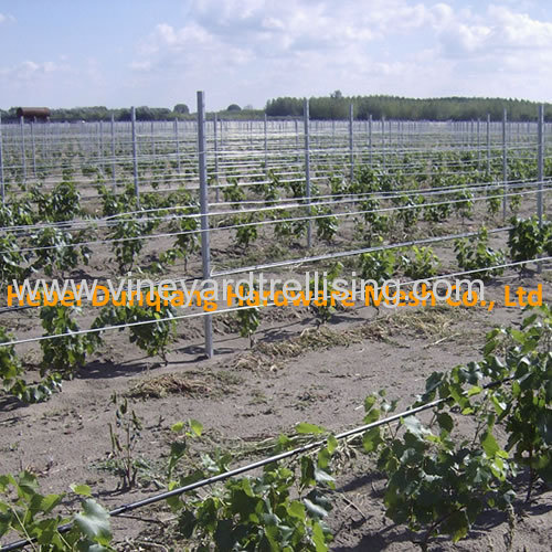 Electrostatic Coating Popular Metal Vineyard Trellis Post