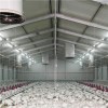 Industrial Chicken House Product Product Product