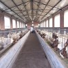 Broiler Poultry Shed Design