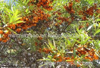 Sea buckthorn Fruit Extract Powder