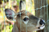 Deer Fence wire mesh